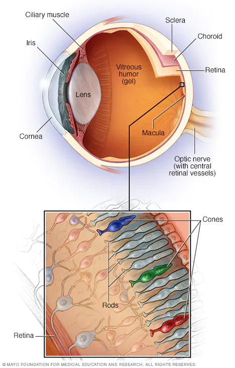 Retina diagram